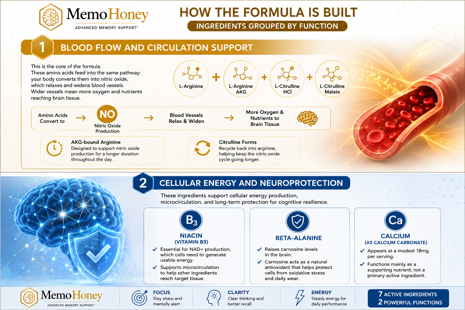Educational diagram titled "How the Formula Is Built" explaining the seven active ingredients in MemoHoney dietary supplement, grouped into Blood Flow and Circulation Support (L-Arginine, L-Citrulline, Nitric Oxide cycle) and Cellular Energy and Neuroprotection (Niacin Vitamin B3, Beta-Alanine, Calcium).